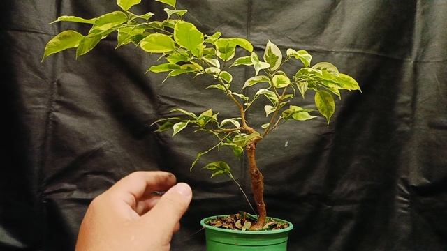 √5  фикус126 продажа