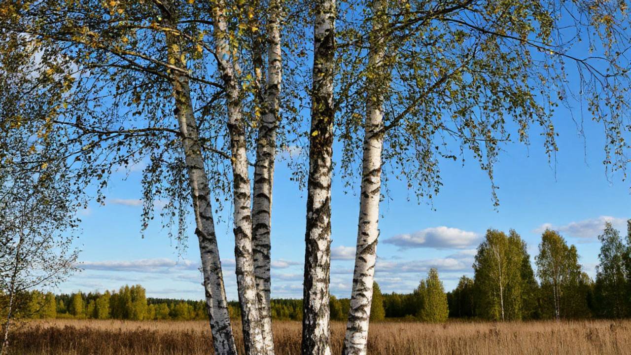 Поистине бесценны дары нашей русской красавицы березы.Рецепты. смотреть онлайн