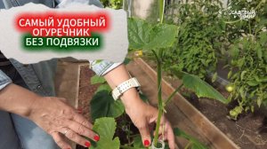 САМЫЙ УДОБНЫЙ ОГУРЕЧНИК. ШПАЛЕРНАЯ СЕТКА: ЛЕНИВЫЙ СПОСОБ ВЫРАСТИТЬ ОГУРЦЫ