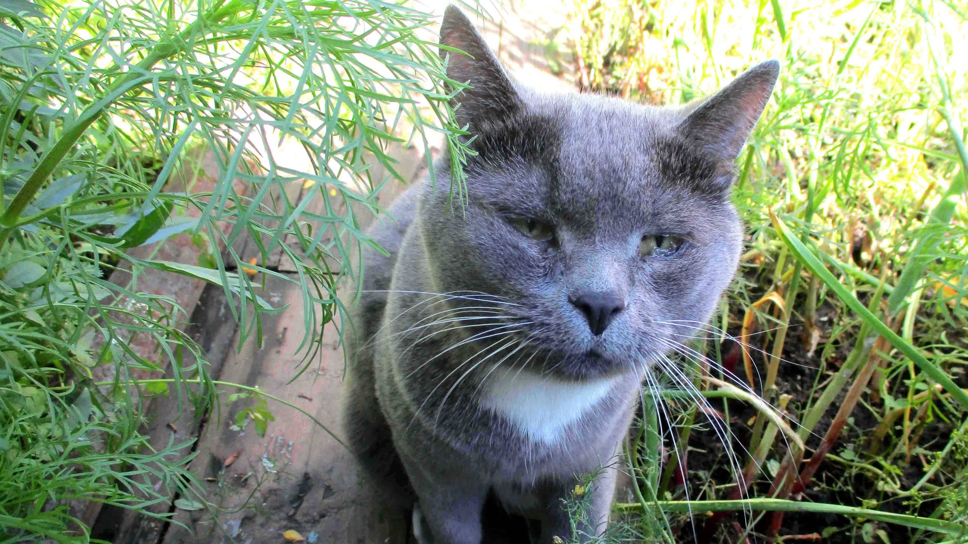 ХОДИТ за МНОЙ КОТ и ПОСТОЯННО МЯУКАЕТ. ЦВЕТЫ САДОВЫЕ РАСЦВЕТАЮТ. смотреть онлайн