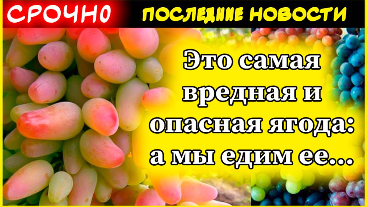Это самая вредная и опасная ягода: а мы едим ее как деликатес, еще и детей все лето кормим смотреть онлайн