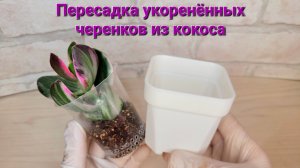 Пересадка черенков из кокоса в грунт для крассул