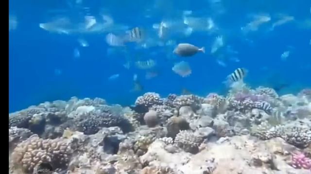 Красивые морские рыбки. Релакс. смотреть онлайн