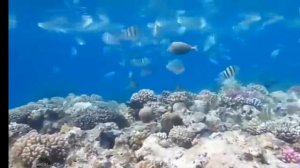 Красивые морские рыбки. Релакс.