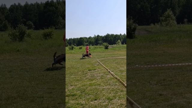 1 Отл. КЧК ЭНИГМА с Русского Байкала +++ №22. КЧК ИРКУТСК 21 июня`25 А.Буйнова Моно н/о