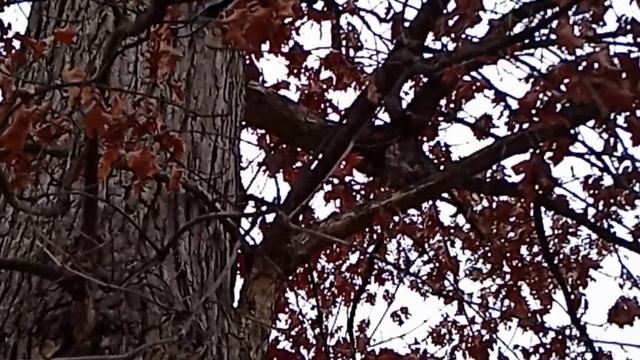 #funny #nature... смотреть онлайн