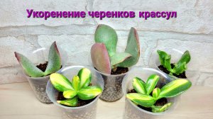 Укоренение черенков денежного дерева