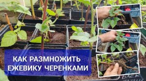 Как размножить ежевику черенками и вырастить саженцы: показываю результат укоренения и пересадку