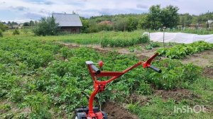 Второе окучивание картошки мотоблоком Агат. Сезон 2025.