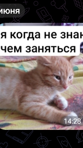 Котёнок Персик смотреть онлайн