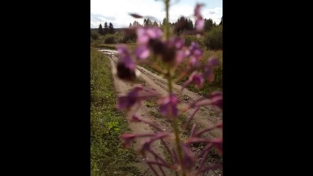 Шмели кушают Bumblebees are eating смотреть онлайн