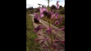 Шмели кушают Bumblebees are eating