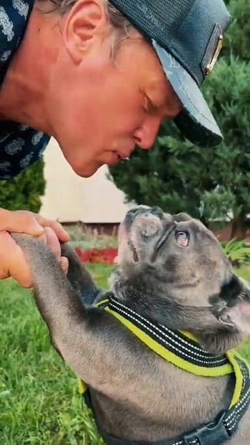 Всем отличных выходных ❤️ #сергейлюбавин #музыка #shortsmusic #бульдог #собака #doglover #dogshorts смотреть онлайн