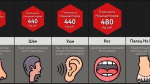 Самые Чувствительные Части Тела