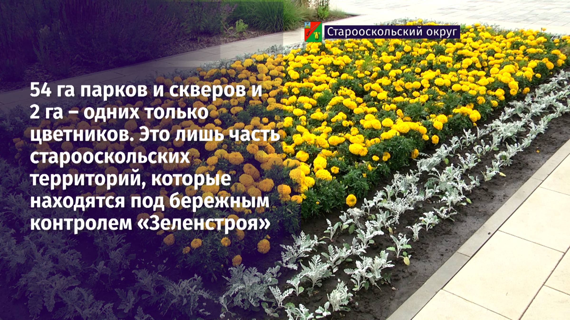 Старый Оскол – под бережным контролем «Зеленстроя»