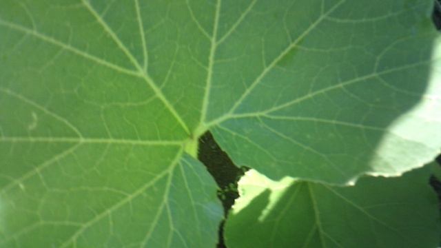 Лунка с тыквой "Богатырская сила" и кабачком "Цукеша" - обзор, прополка и полив