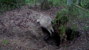 РАССКАЗ О НОРЕ БАРСУКА