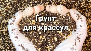 Грунт для денежного дерева