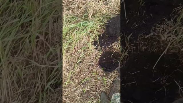 Нашёл древнюю монету с металлоискателем. #копмонет #поискмонет #нумизматика смотреть онлайн