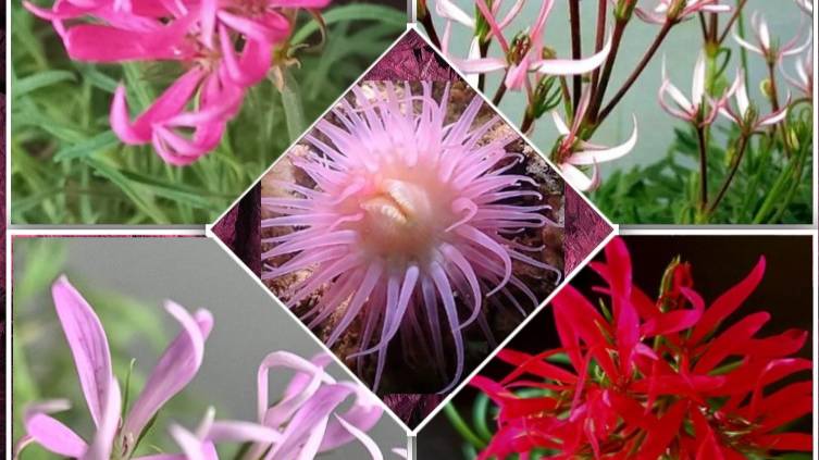 Медузы живут не только в морях и океанах, но даже в домах и квартирах, причём, разных расцветок. смотреть онлайн