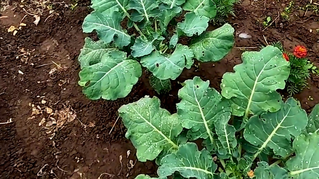 Подкормки и уход за Брокколи для получения отличного урожая!! смотреть онлайн