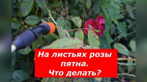 Грибковые заболевания на розах: черная пятнистость