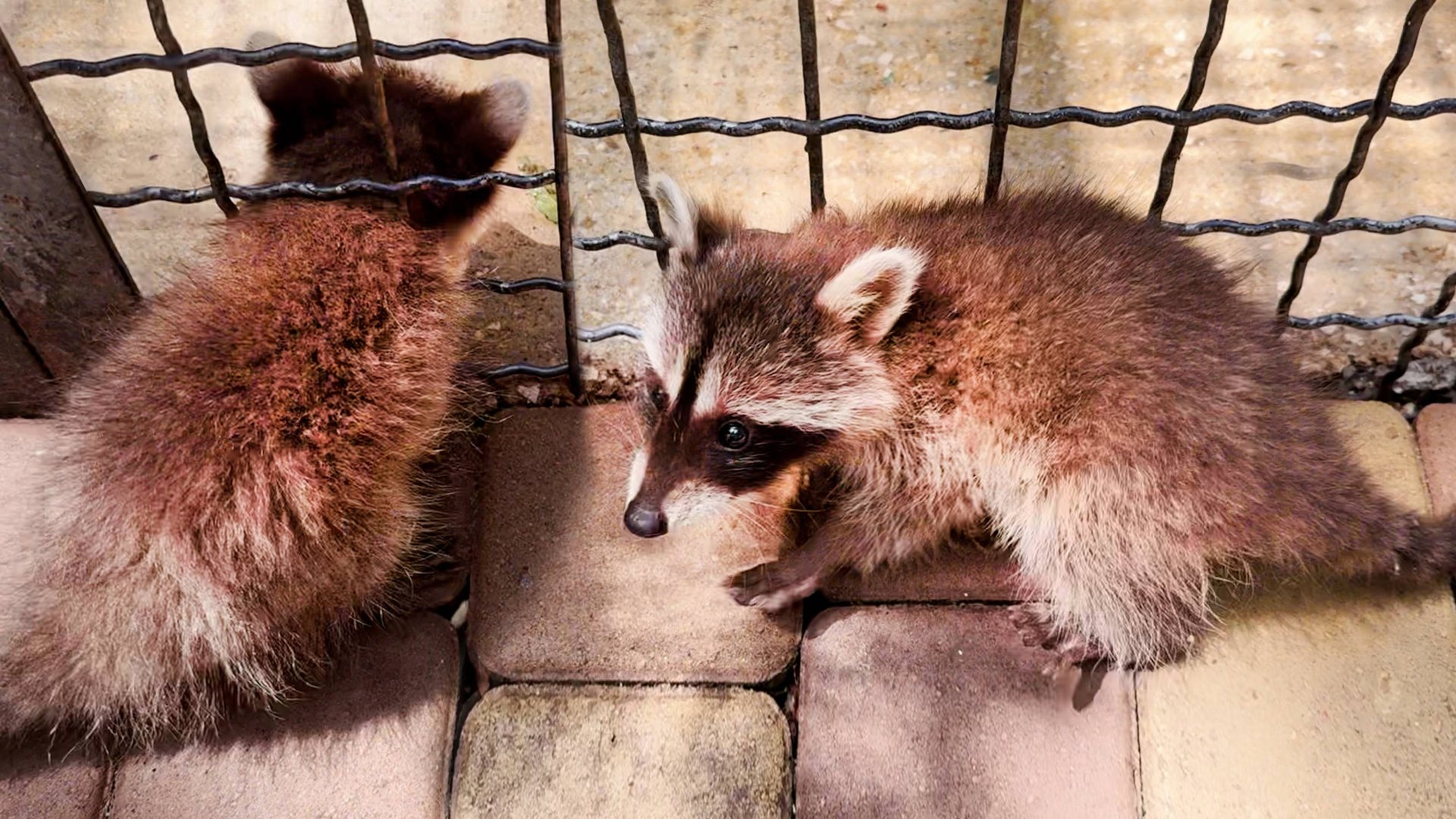 ПОБЕГ из Шоушенка! Маленькие енотики превращаются в жидкость и познают мир! А родителям ВСЕ РАВНО! смотреть онлайн