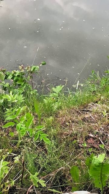 Поклевки из засады под берегом на Whitebait