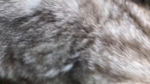 Мопеды сериал 256