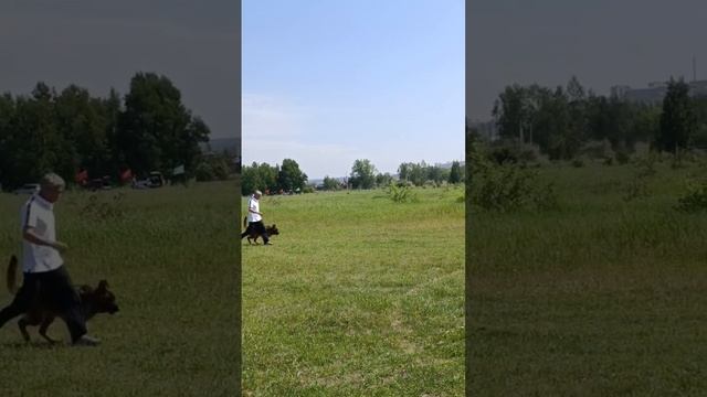 2 Отл. СС Kavaladi DZHENNIFER +++ №24. КЧК ИРКУТСК 21 июня`25 А.Буйнова Моно н/о