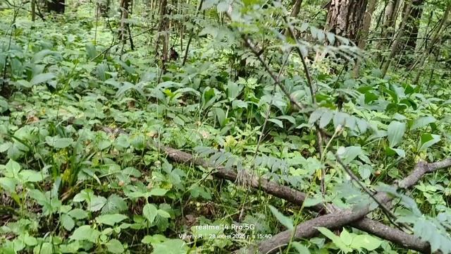 Прогулка #23, созревает земляника 🍓 28.06.2025 смотреть онлайн