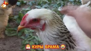 Куры Брама с лохматыми лапами прекрасные несушки (25)