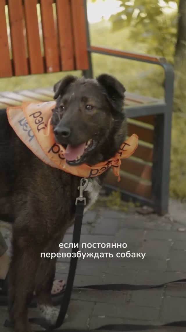 Миф: чем больше собака бегает, тем лучше смотреть онлайн