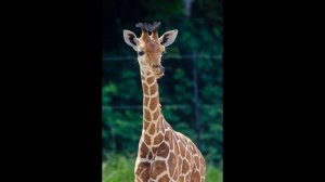 Жирафы - ИНТЕРЕСНЫЙ ХРИСТИАНСКИЙ РАССКАЗ | Христианские рассказы