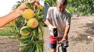 Птицы уничтожают персики, ветер им в помощь