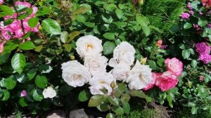 Немецкая красотка Грэфин Эльке цу Ранцау 🐈🌹🐈⬛