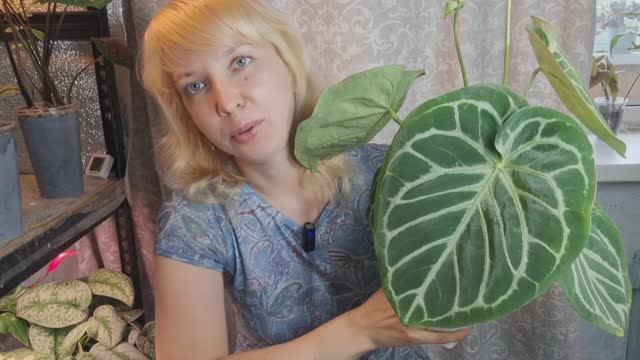 Очень жёсткая пересадка антуриума смотреть онлайн