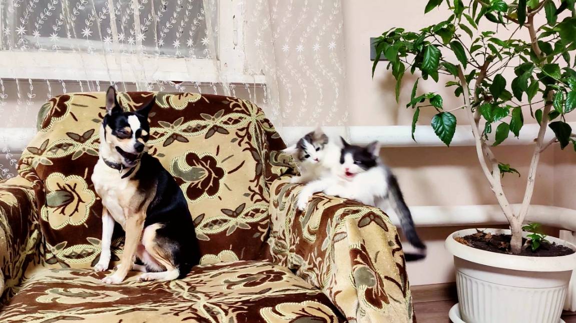 Котята дерутся. Нет, они не дерутся, они просто весело играют. смотреть онлайн