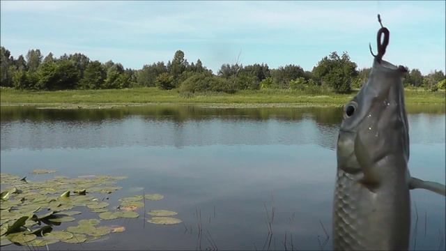 РЫБОЛОВ ИВАНОВИЧ. Новое озеро. Карась как из пулемёта. Клубника и многое другое...