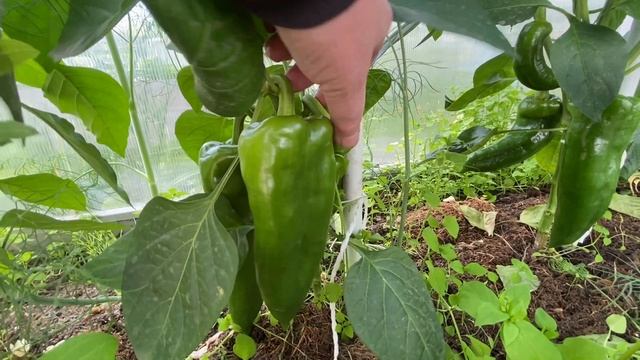 Дачные будни. Последние дни хорошей погоды. смотреть онлайн