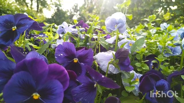 Ботанический. Пионы. 2025