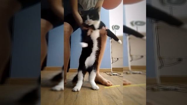 танец кота Сеньки😺 смотреть онлайн