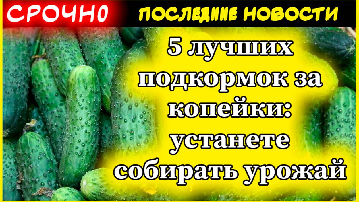 Налейте в огурцы — и они сразу выдадут кучу завязей и заплодоносят: 5 лучших подкормок за копейки смотреть онлайн
