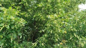 Мëд с липы какой прогноз.