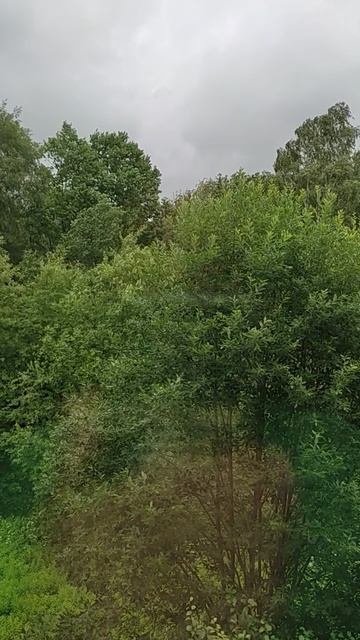 Молодь БОЛЬШИХ СИНИЦ , Холодное лето-25 года ... А завтра УЖЕ ИЮЛЬ ...