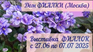 ФИАЛКИ - 2025. Выставка в Доме фиалки (г.Москва) с 27.06 по 07.07.2025г. "Парад Звёзд- 2025".