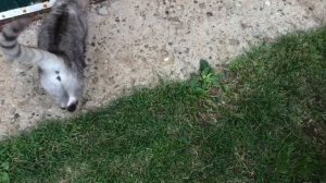 Мопеды сериал 289