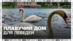 Плавучий дом для лебедей спустили на воду на Патриарших прудах - Москва 24