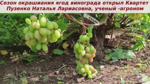 Первым стал окрашиваться в 2025 году Квартет, ай молодец виноград! Радует однако сроком созревания!