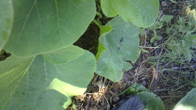 Обзор другой лунки с тыквой "Улыбка"